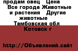  продам овец › Цена ­ 100 - Все города Животные и растения » Другие животные   . Тамбовская обл.,Котовск г.